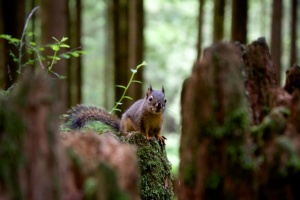 This little guy was a permanent guest at our campsite. I am feeling inspired to blog about the squirrel in August.